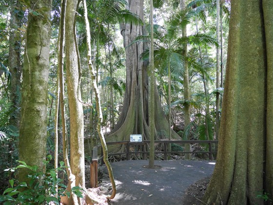 Fig Tree Walk Sunshine Coast Australia