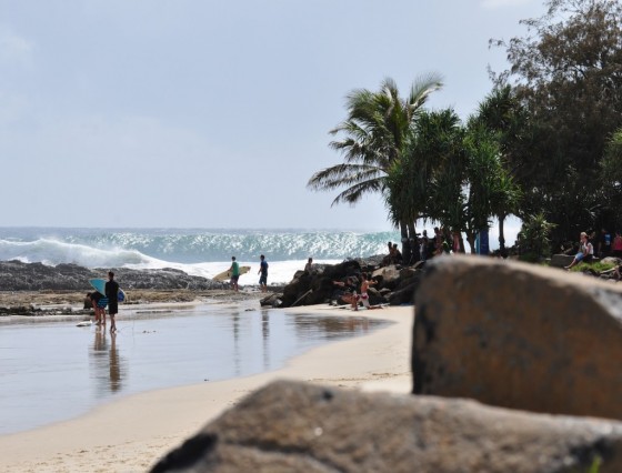 2011/04/28 スナッパー