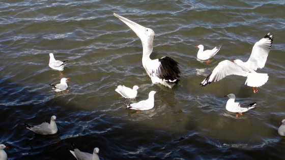 pelican & seagul