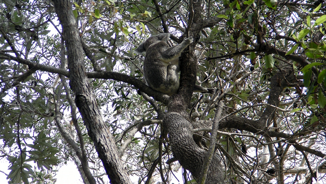 Koala in noosa